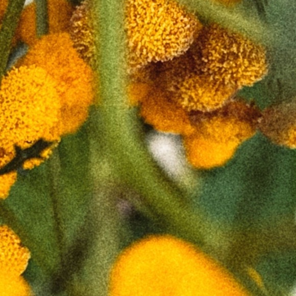 Silly Goose Enamel Pin - Picture 3 of 4